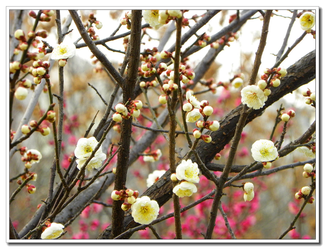 DSCN8598.JPG