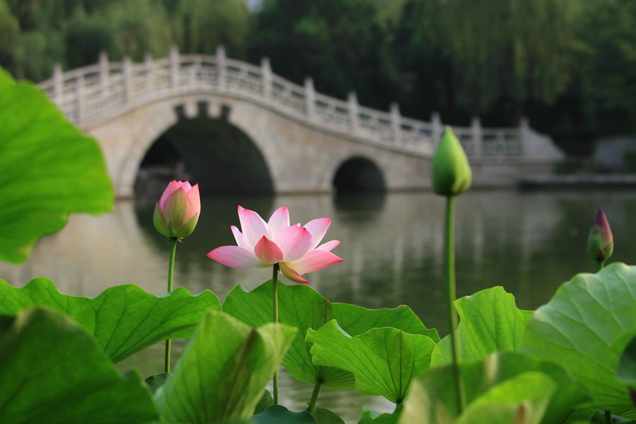 丰庆公园拍荷花 016_副本.jpg