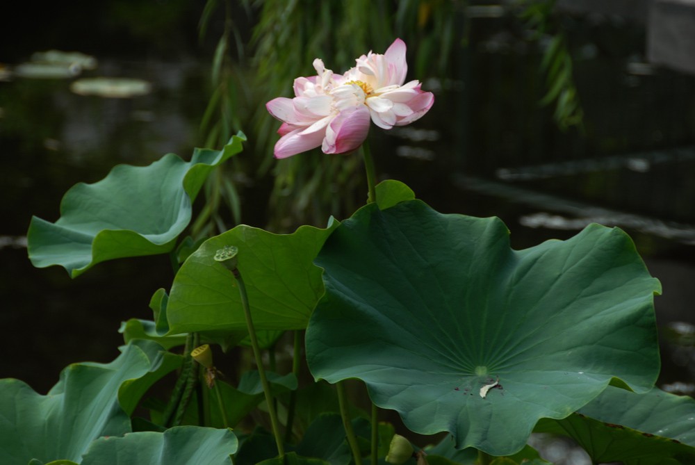 荷花睡莲 (14).jpg