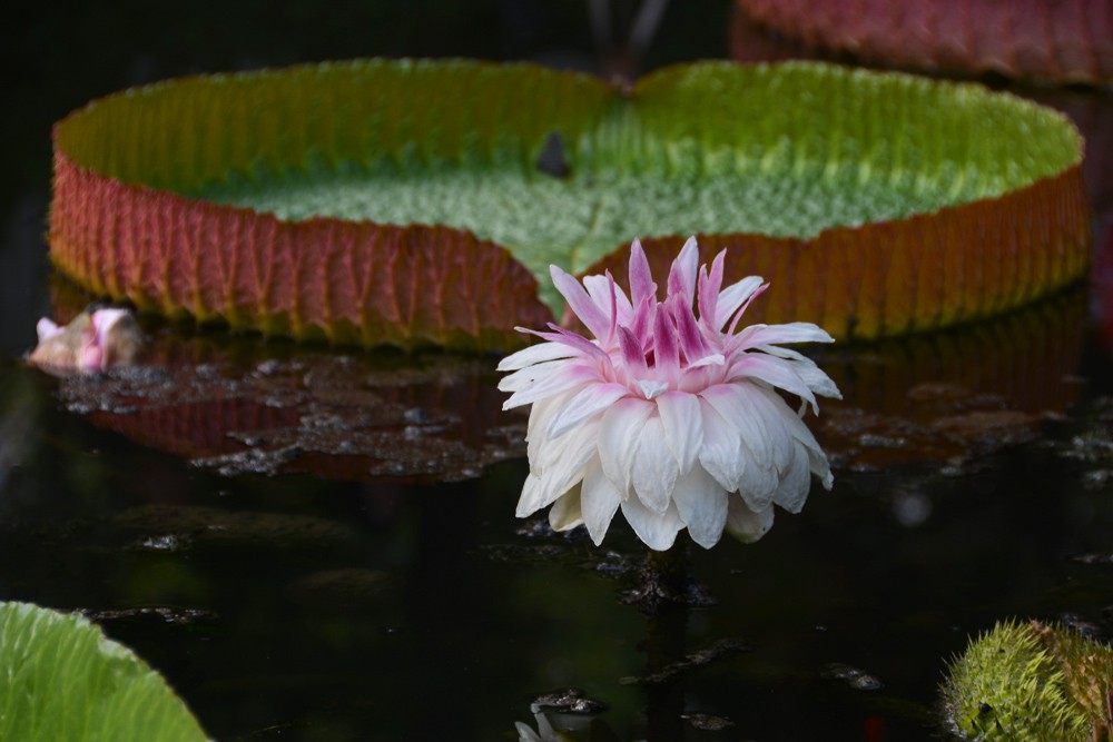 王莲-植物园 (19).jpg