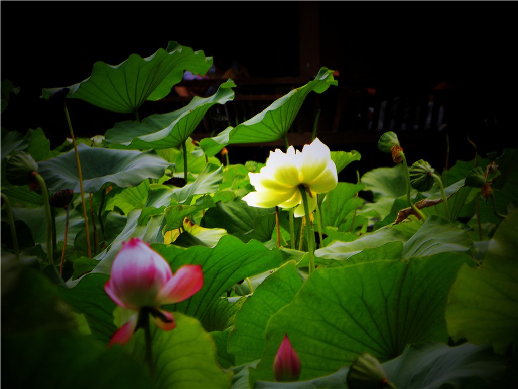 DSCN7806.JPG