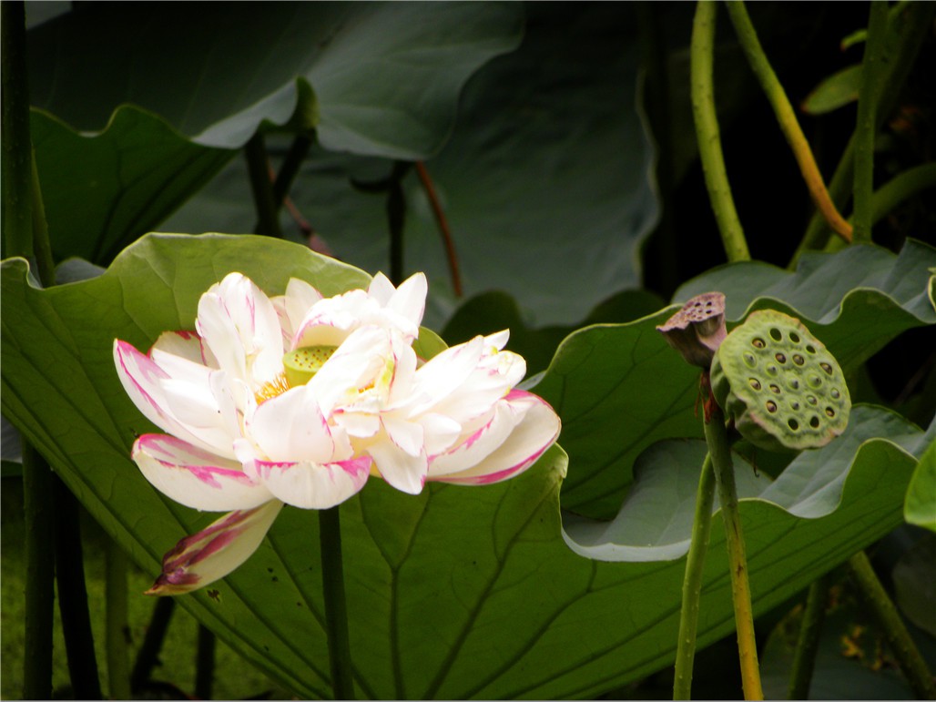 DSCN7038.JPG