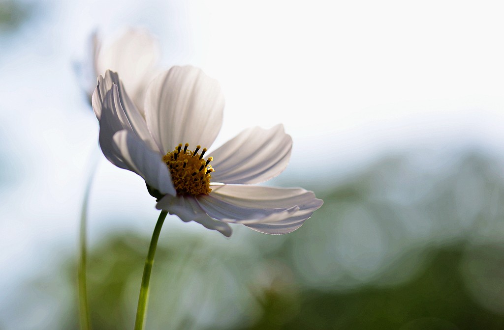 格桑花6.jpg