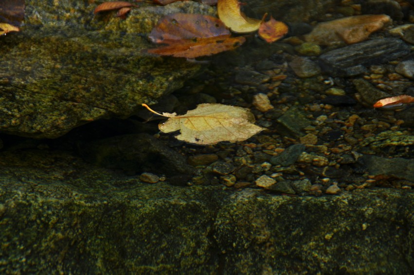 DSC_0139_conew1.jpg