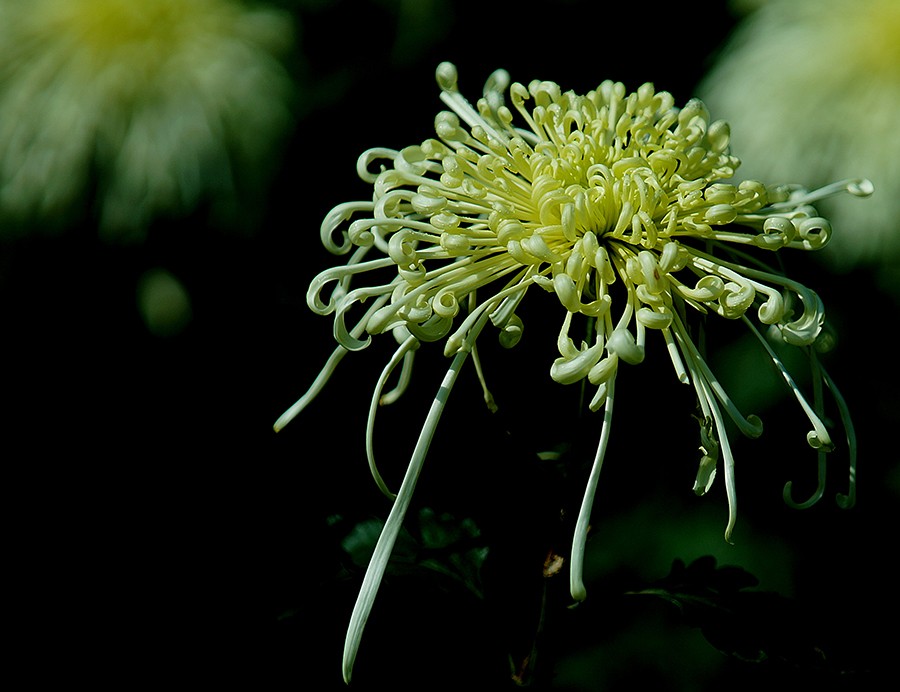 DSC05283改压发.jpg
