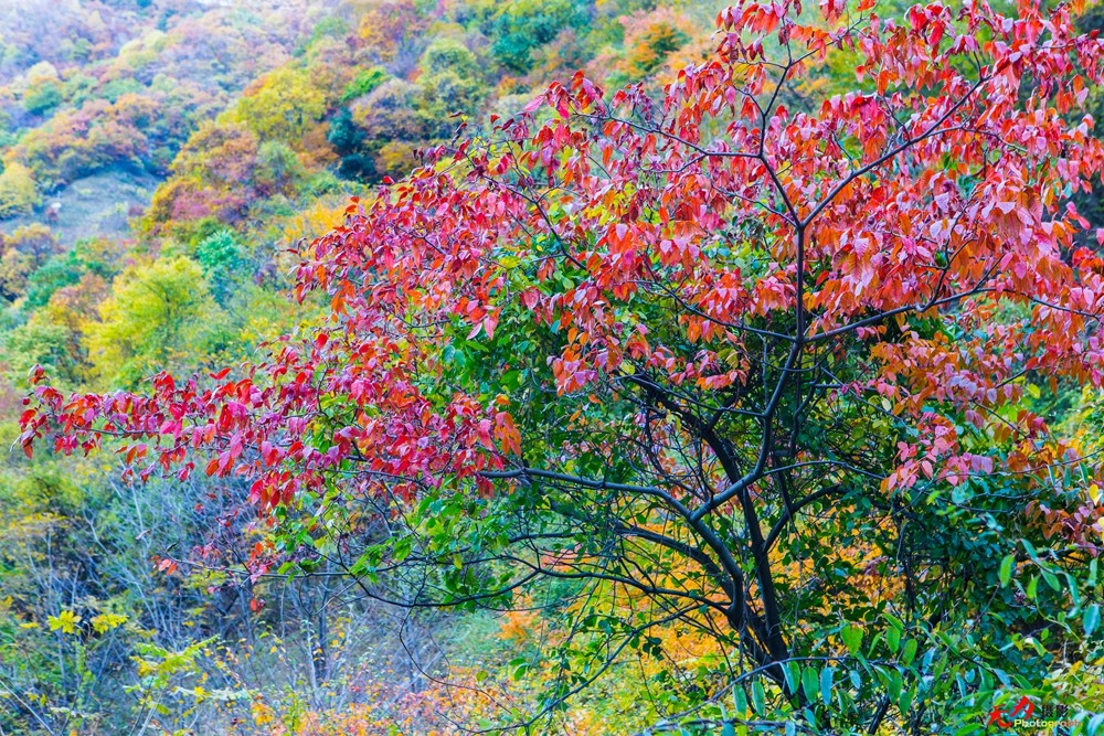 甘花溪 (124).jpg