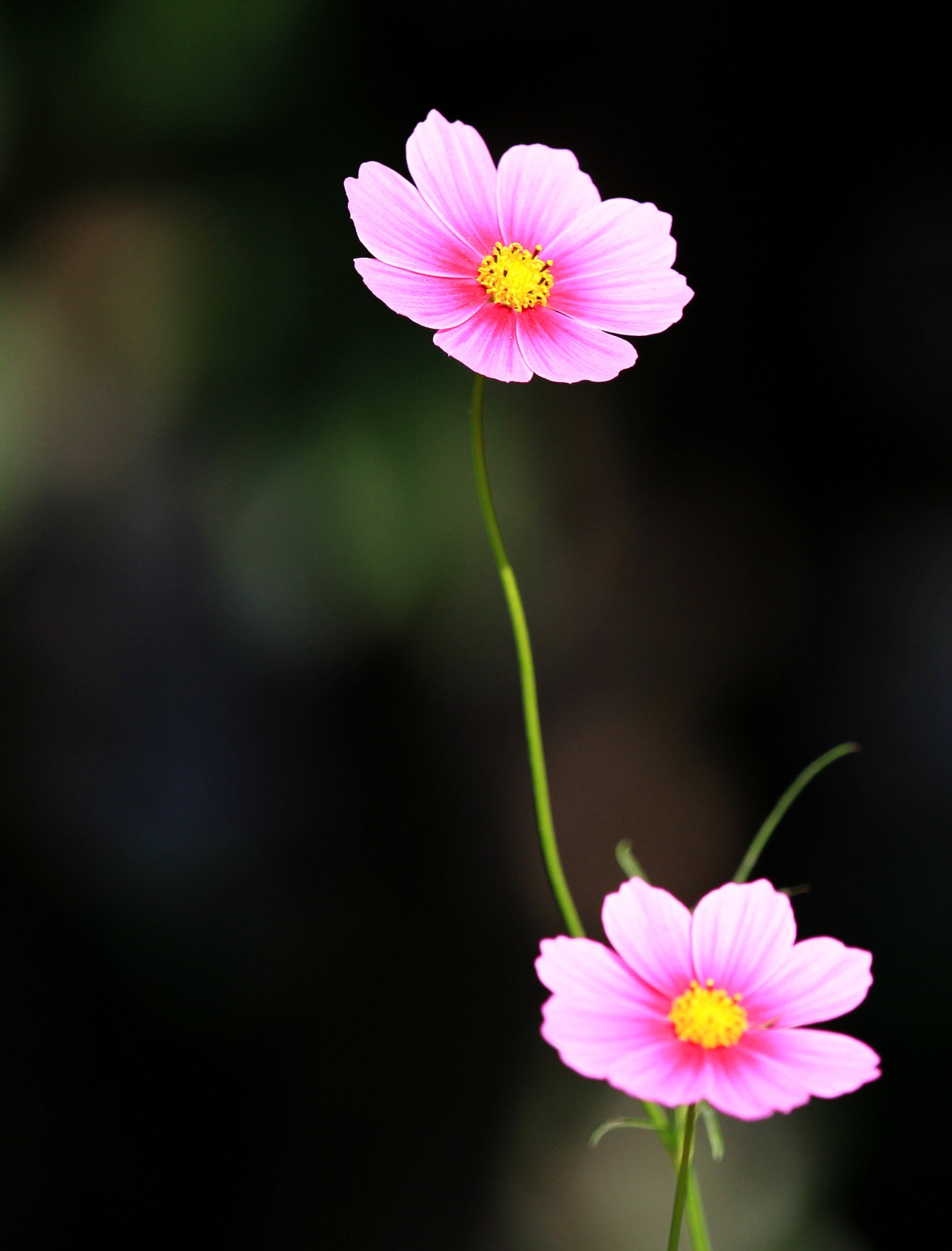 小花-2-1.jpg