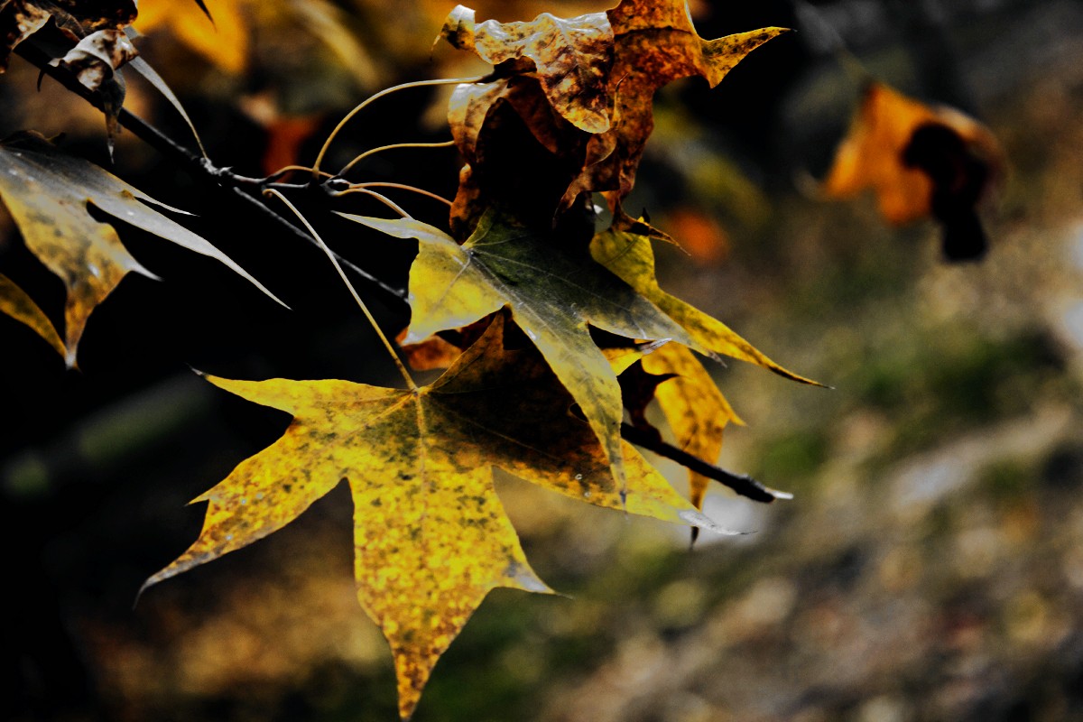 _MG_6281.jpg
