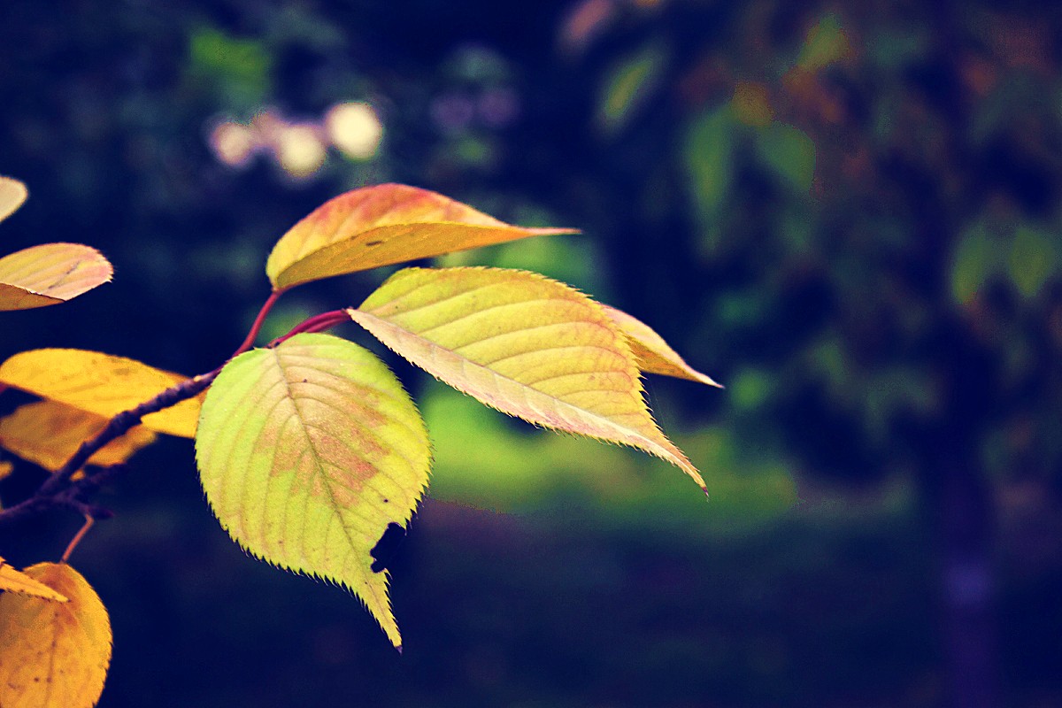 _MG_6286.jpg