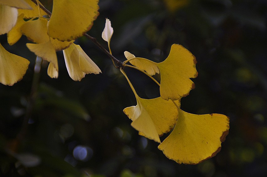 DSC_0003_conew1.jpg