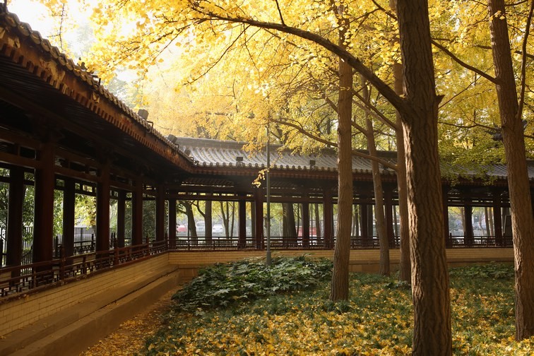 秋景