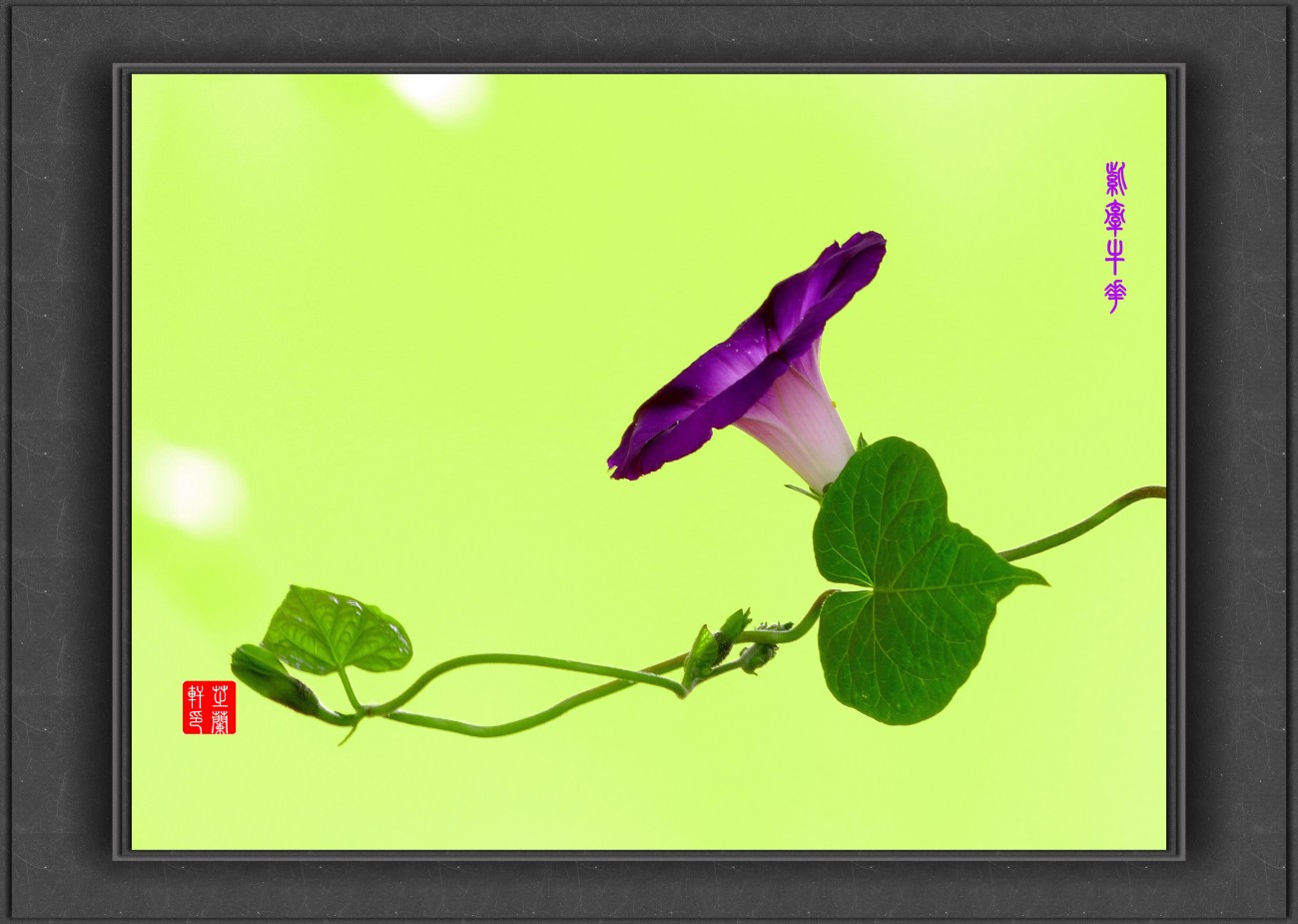 P1060233_副本紫色牵牛花小图_副本.jpg