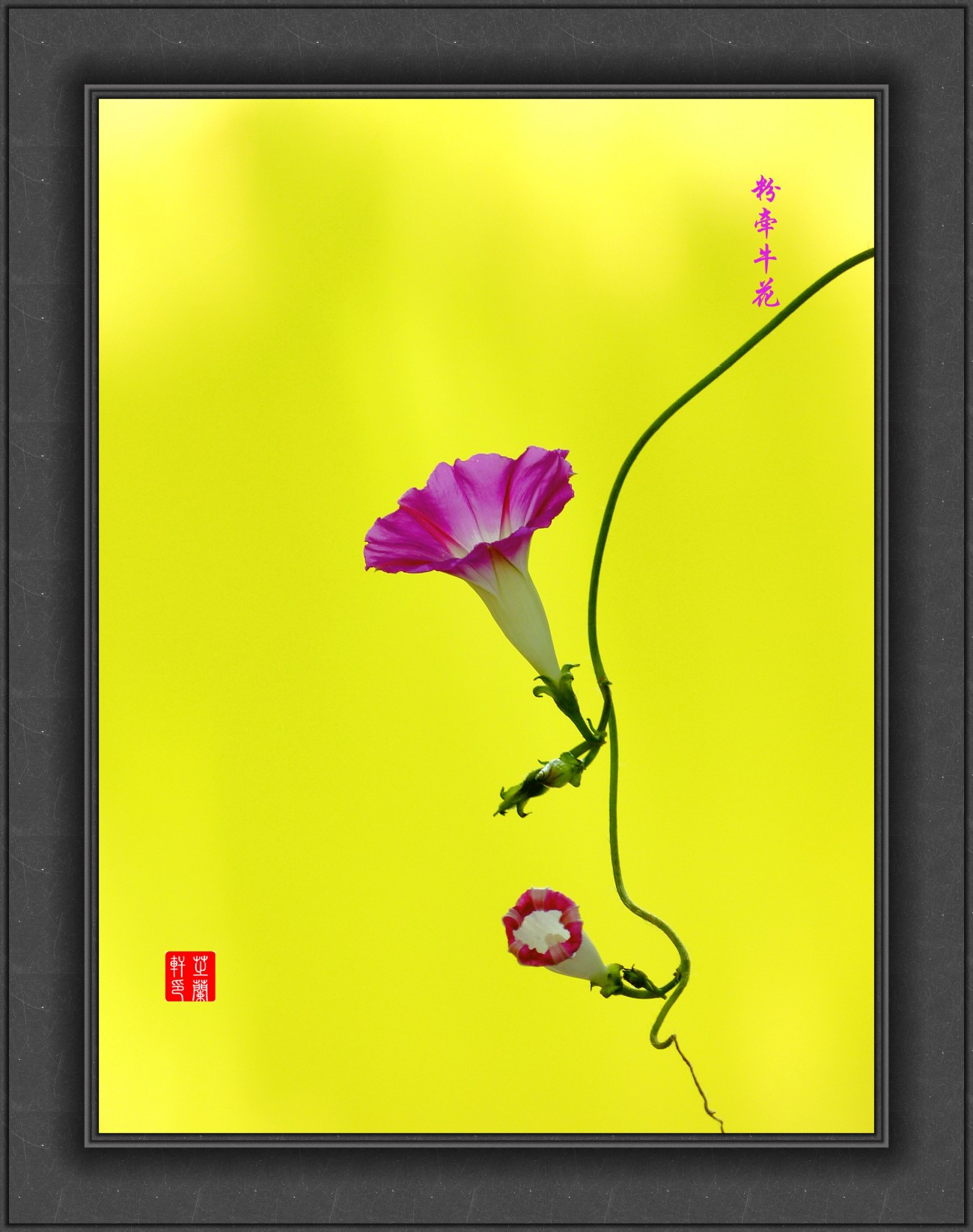 P1060249_副本粉牵牛花小图_副本.jpg