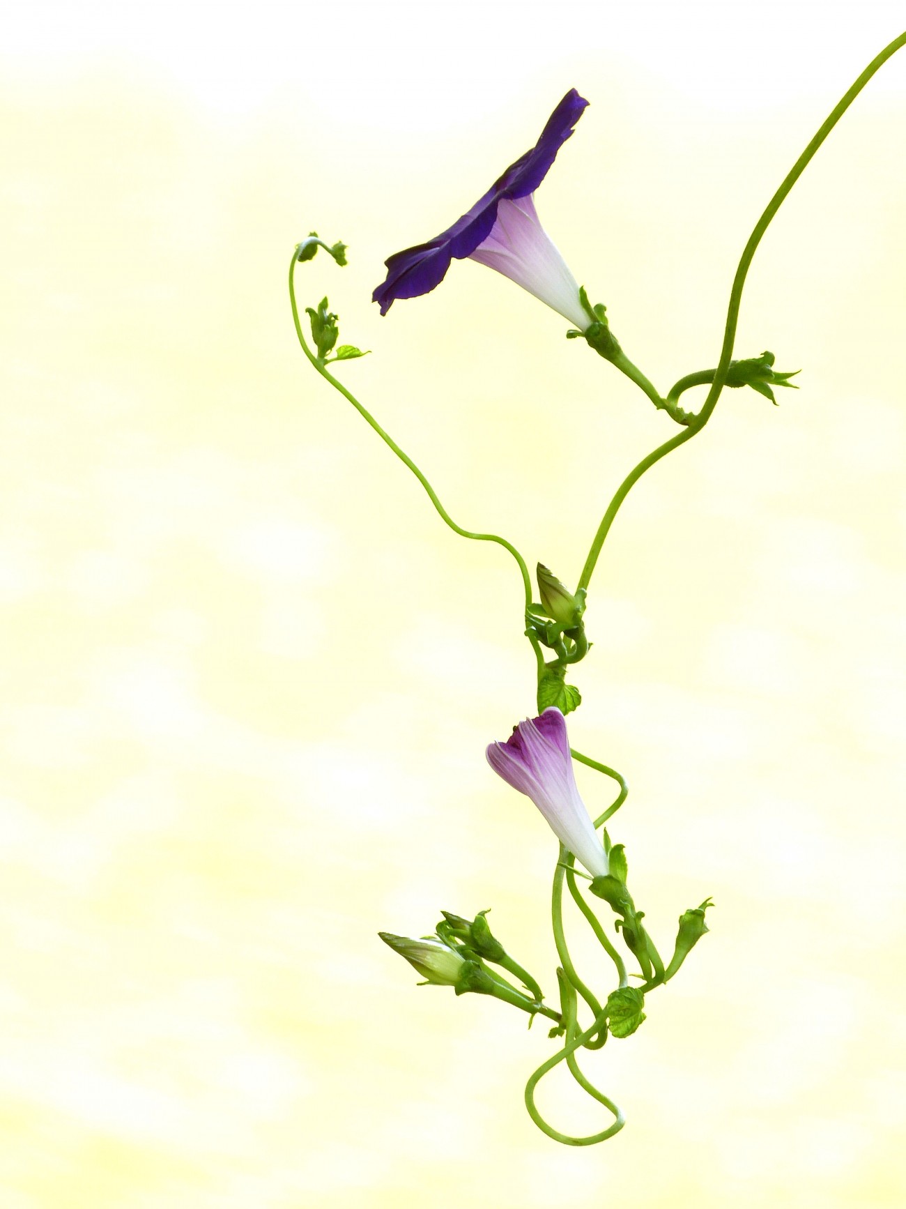 P1060269_副本蓝牵牛花大图.jpg
