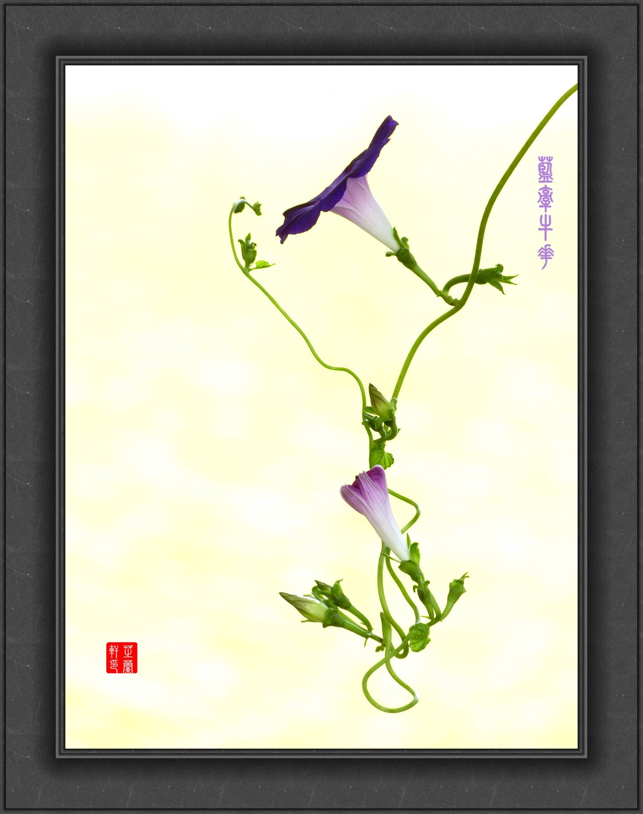 P1060269_副本蓝牵牛花小图_副本.jpg