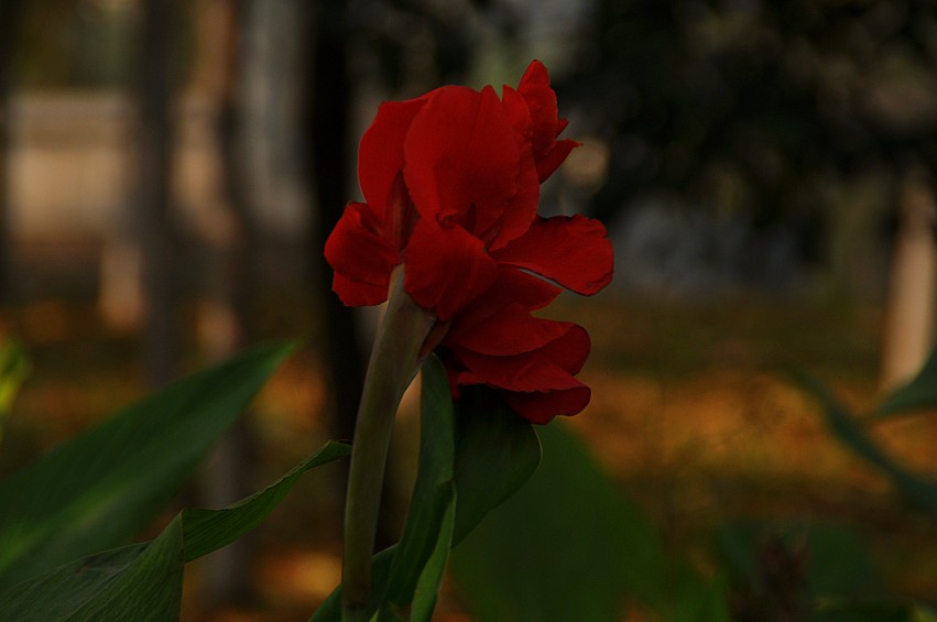 DSC_0004_conew1.jpg