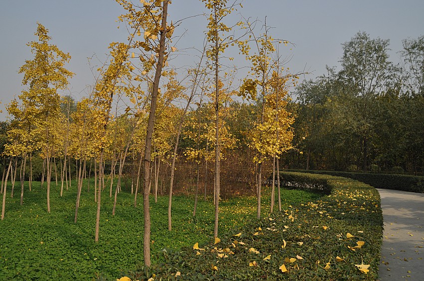 DSC_0008_conew1.jpg