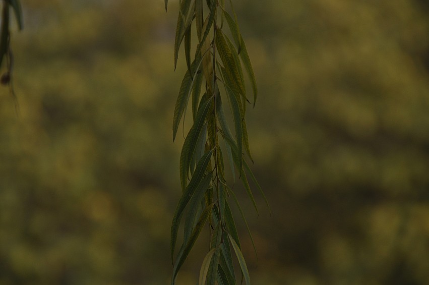 DSC_0012_conew1.jpg