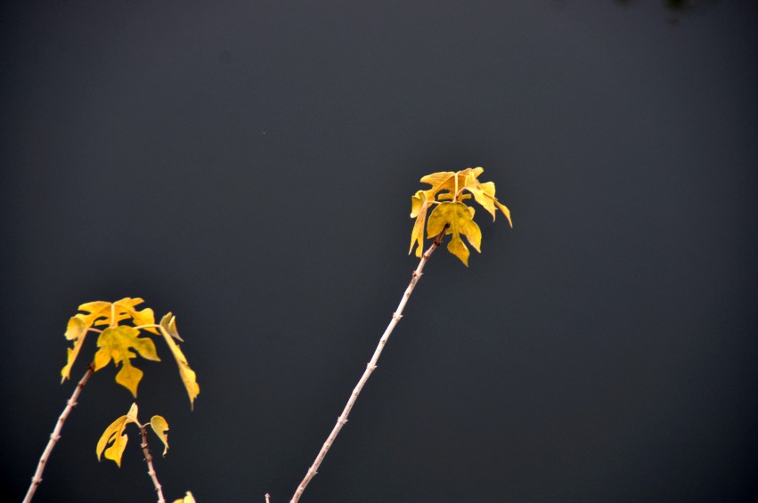DSC_0025_conew1.jpg