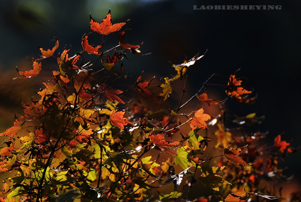 DSC_4960.jpg