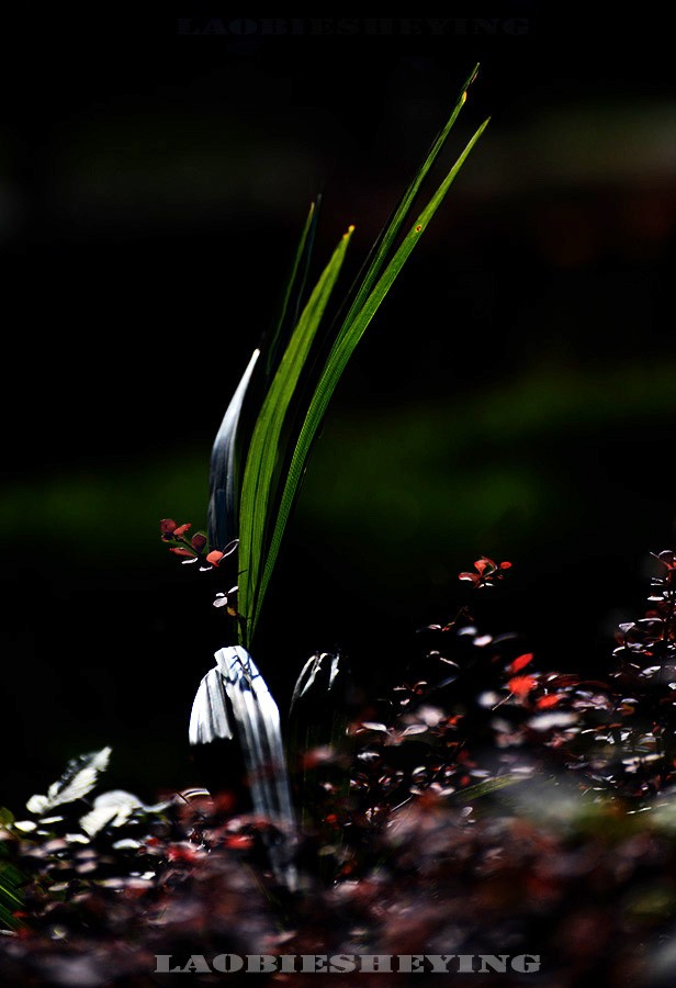 DSC_498366.jpg
