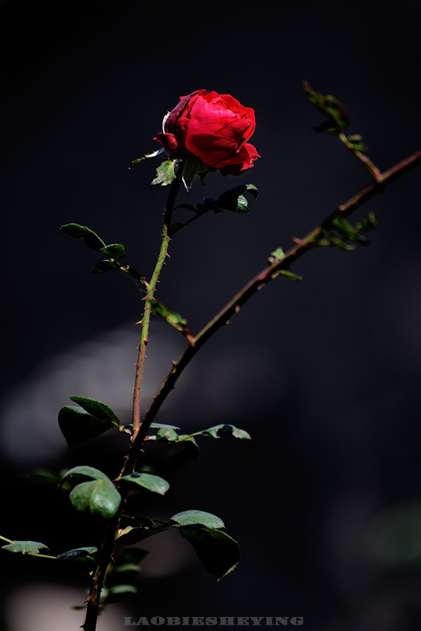 DSC_506603.jpg