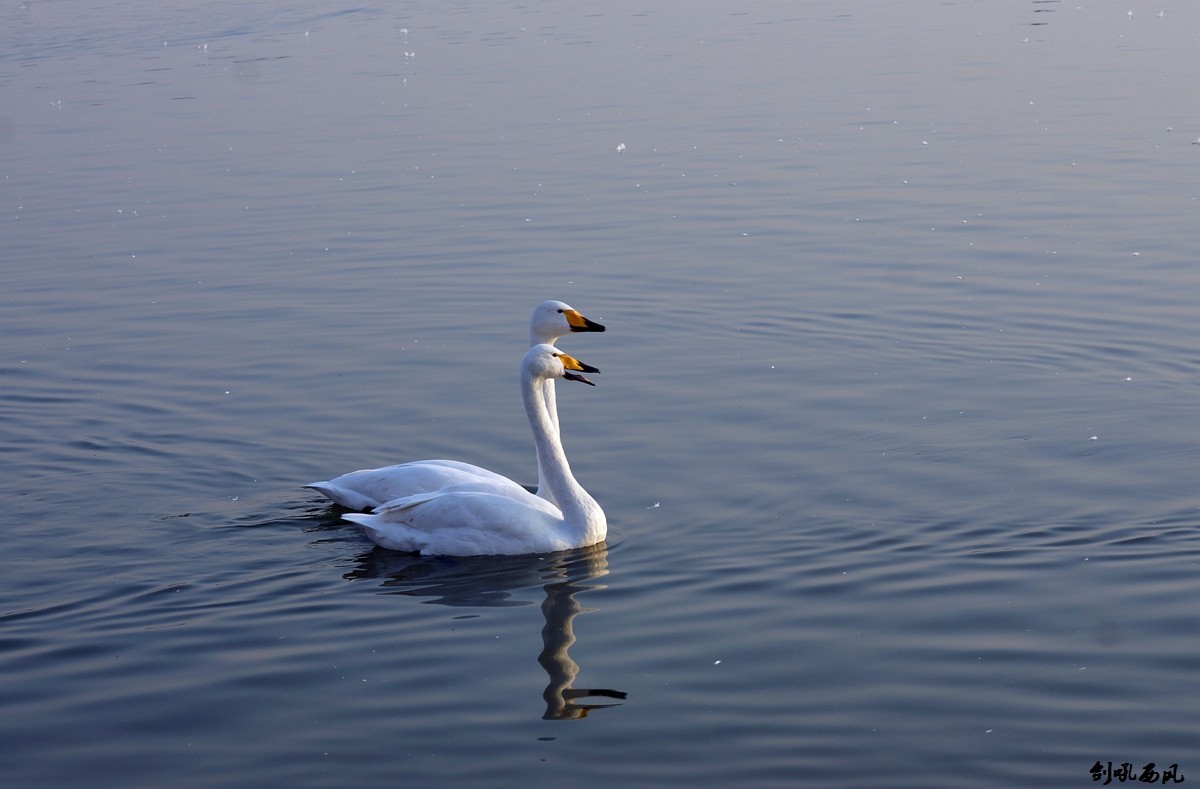 DSC03631.jpg
