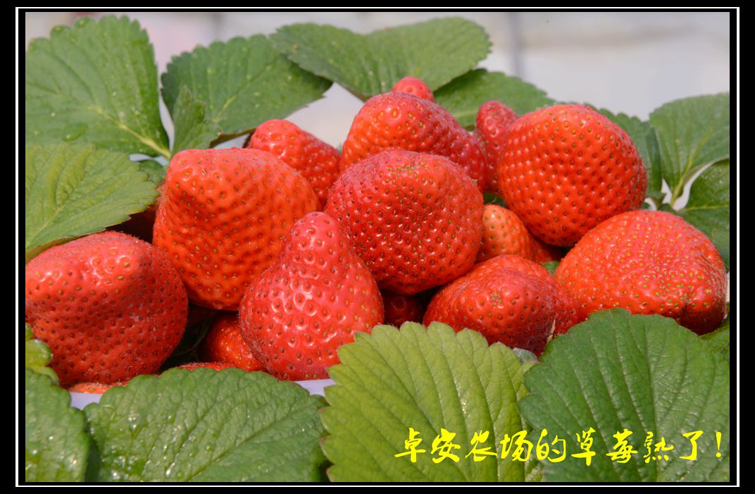 DSC_1755_副本.jpg