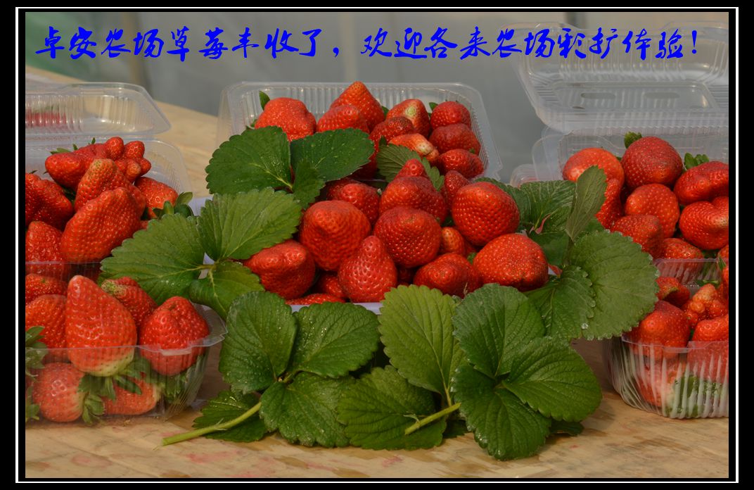 DSC_6516_副本.jpg
