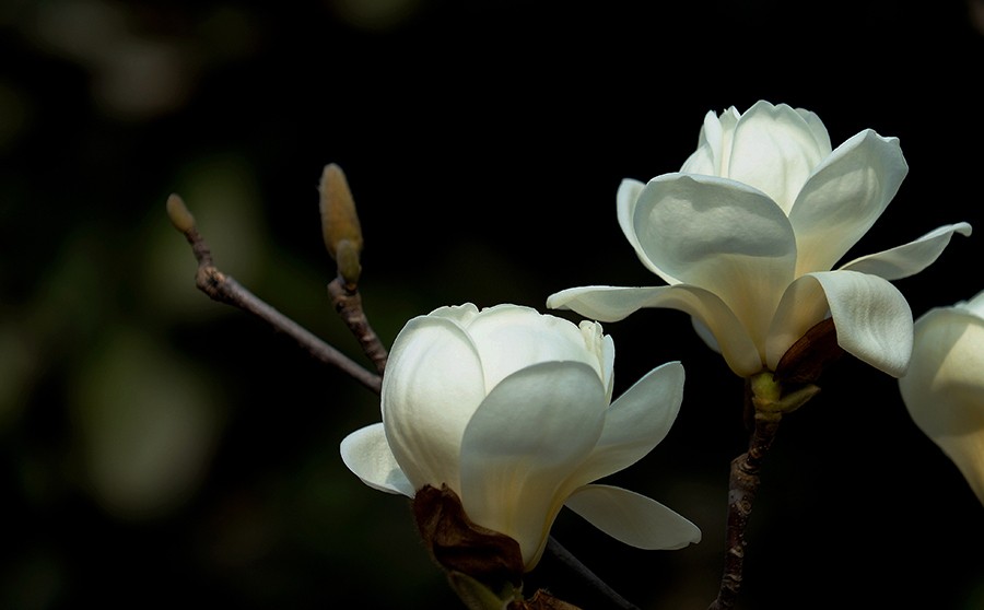 DSC00075_副本_副本压.jpg