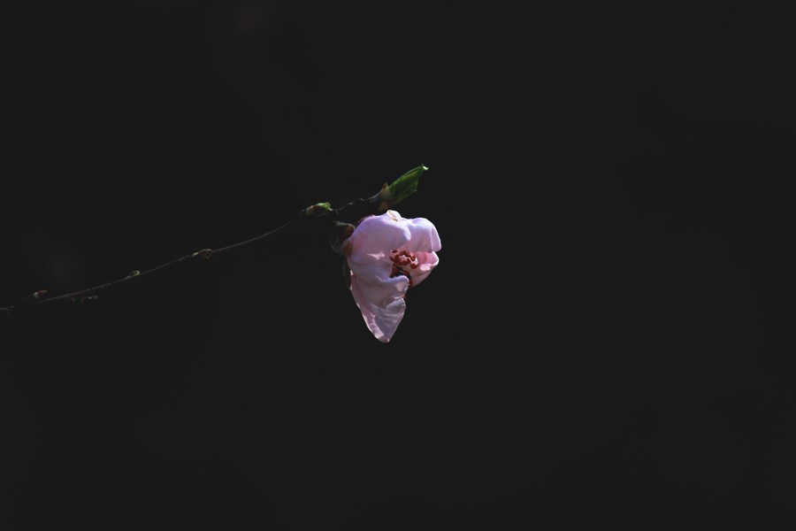 _0175.jpg