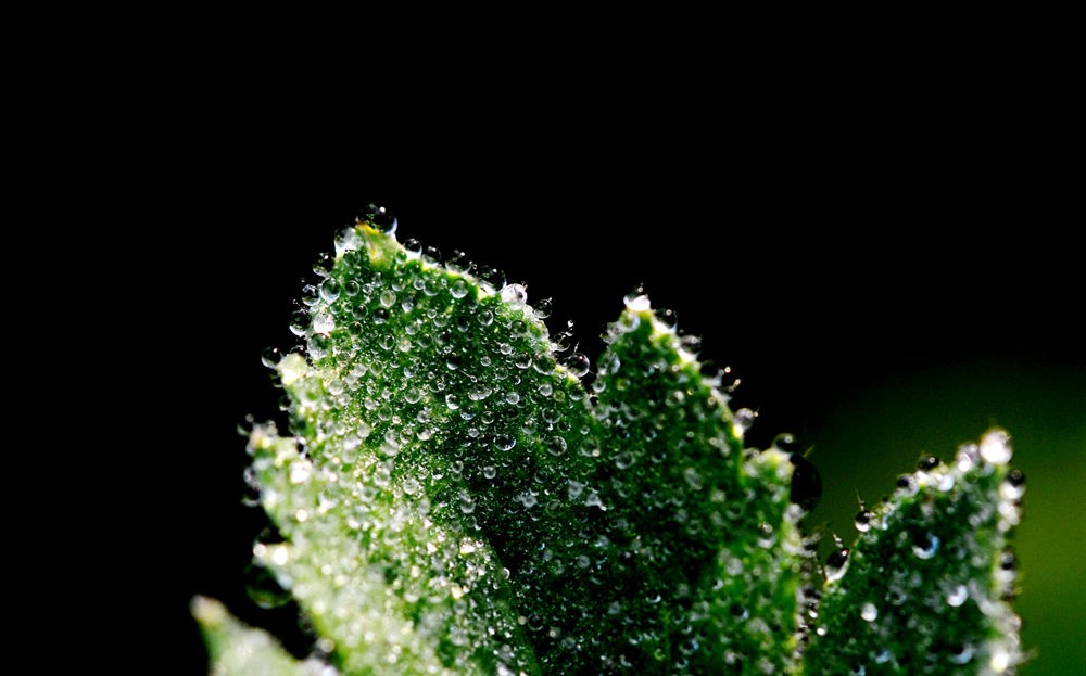  唯美露珠