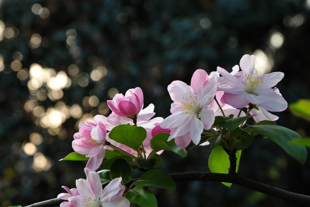 DSC_3832－2.jpg