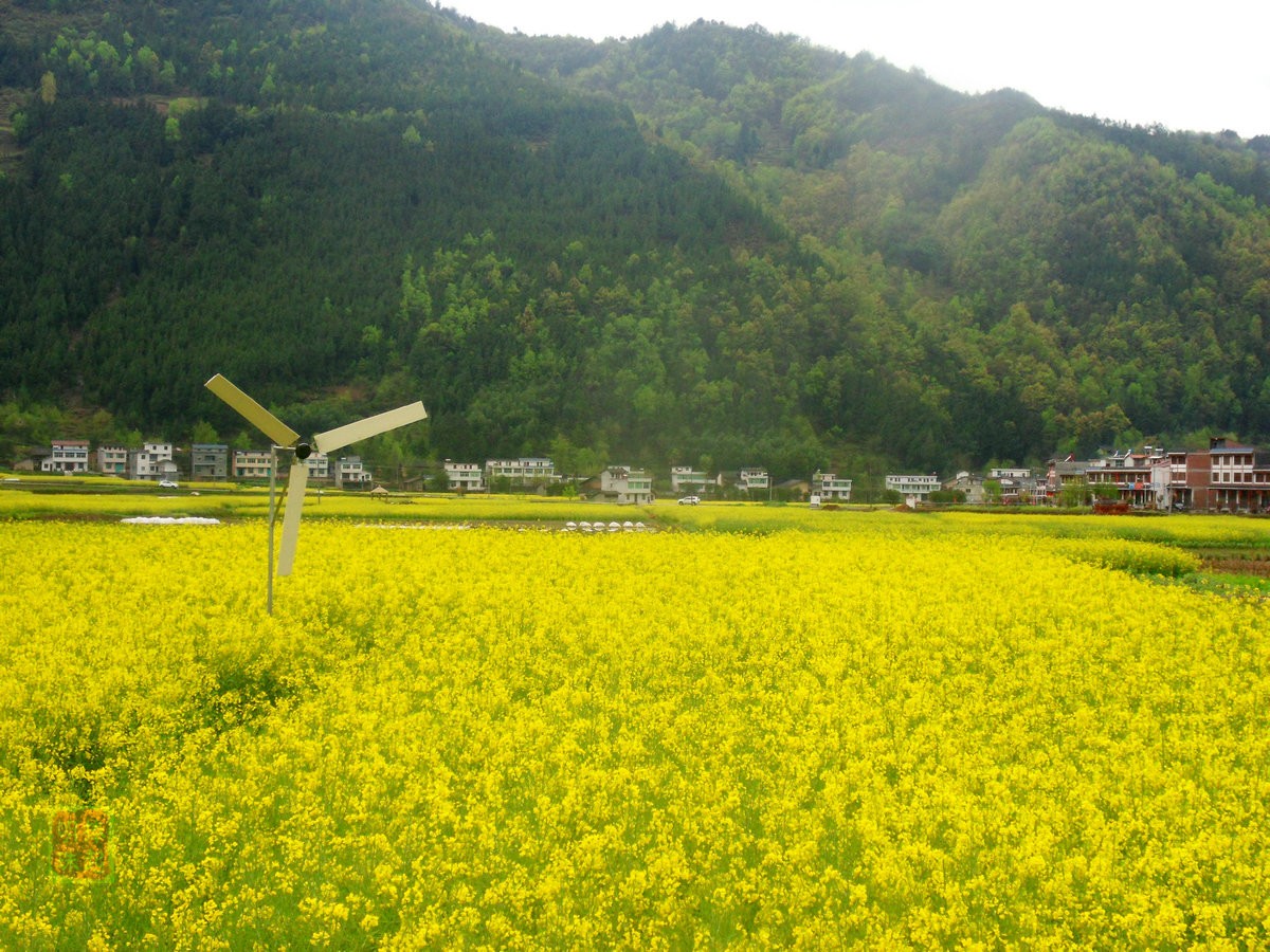 SDC14198_副本.JPG