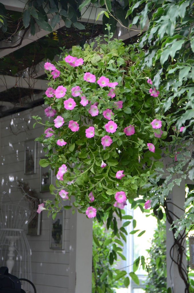 DSC_9321副本.jpg
