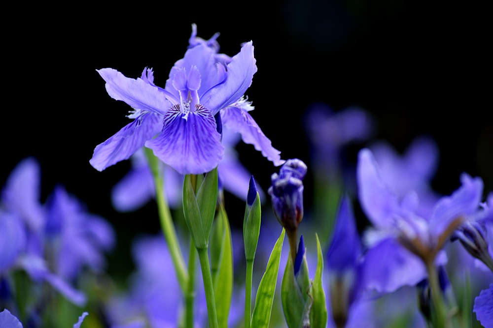 花卉.jpg