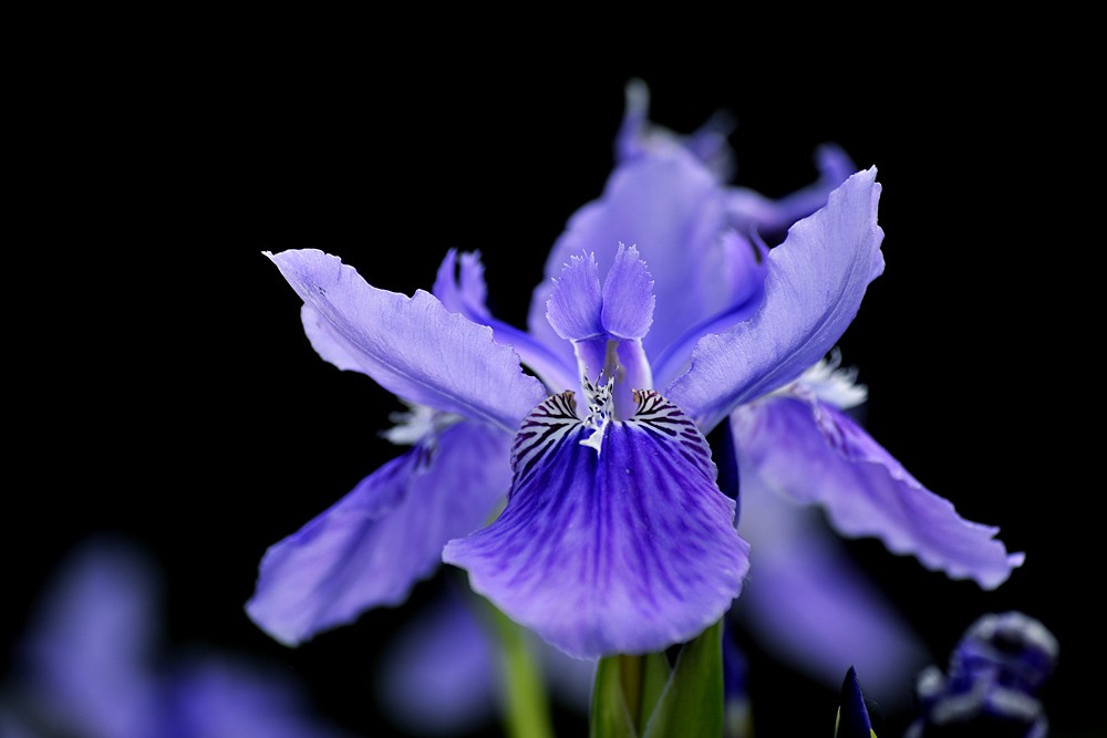 花卉 (10).jpg