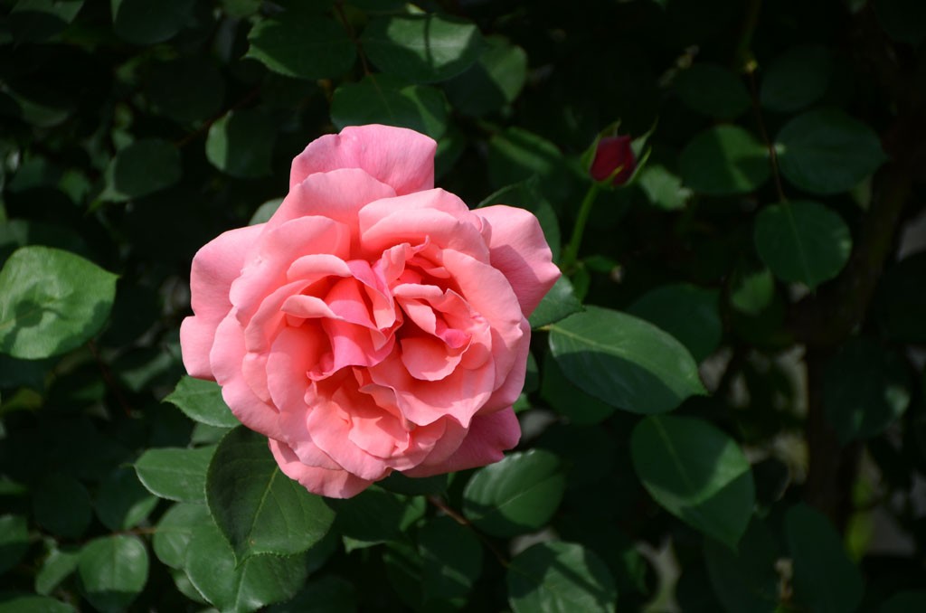 DSC_9958副本.jpg