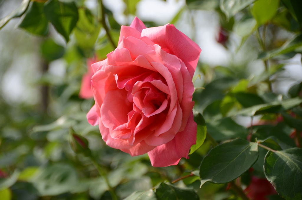 DSC_9959副本.jpg