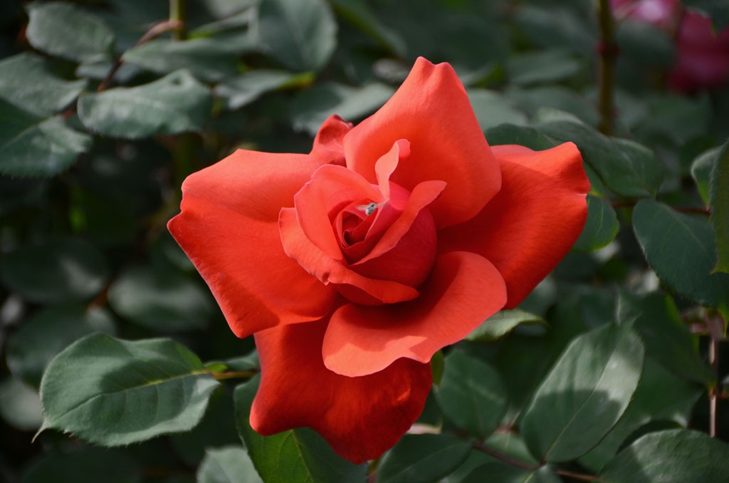 DSC_9961副本.jpg