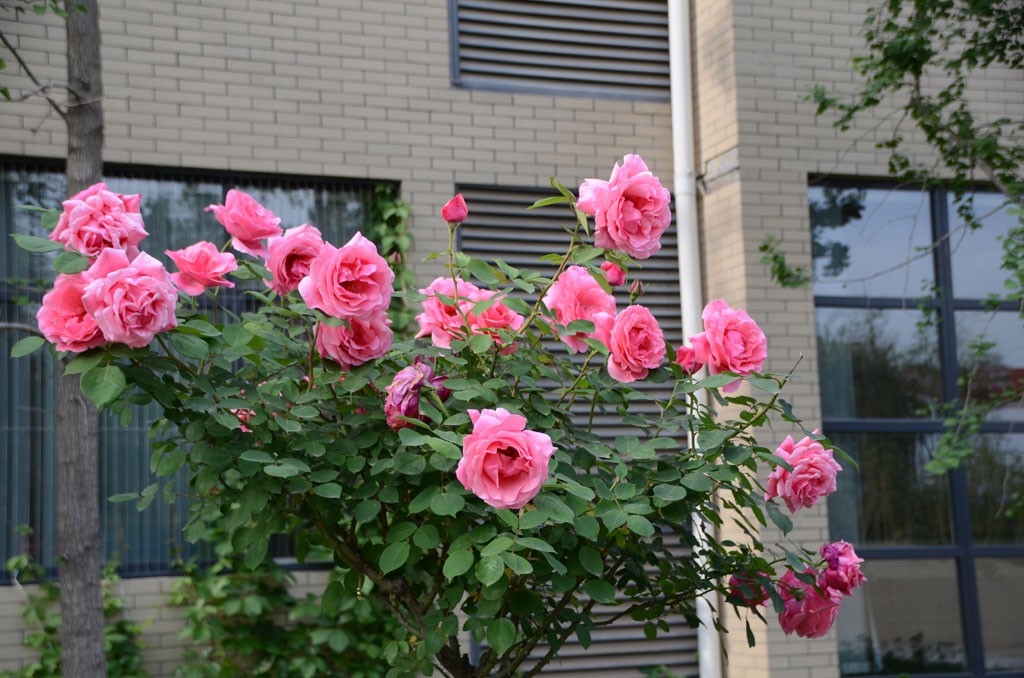DSC_9963副本.jpg