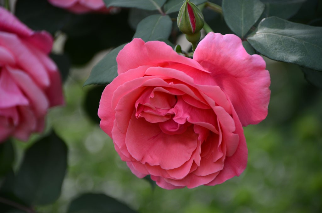 DSC_9965副本.jpg