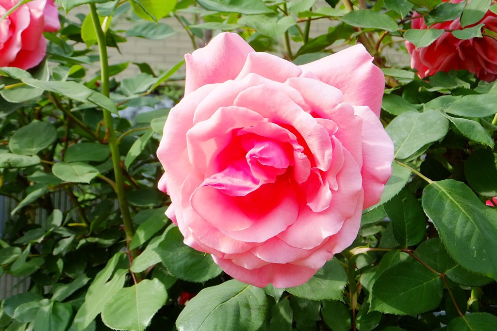 DSCF1727副本.jpg