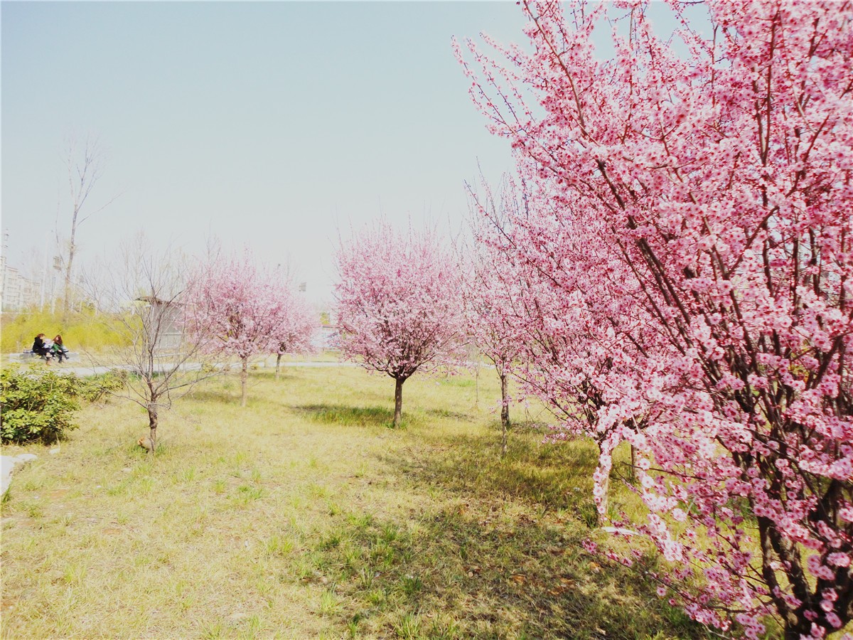 DSC00369_副本1.jpg