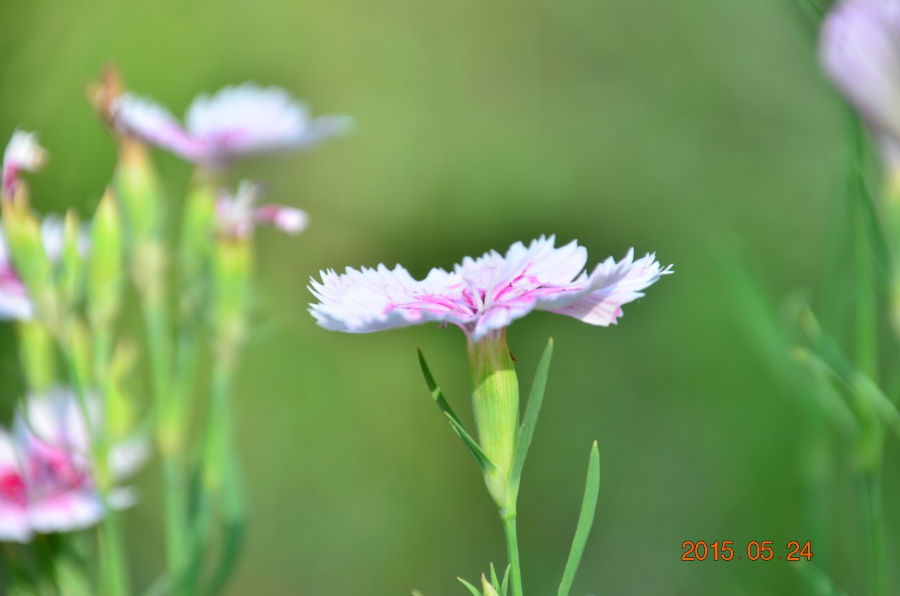 DSC_0005.JPG