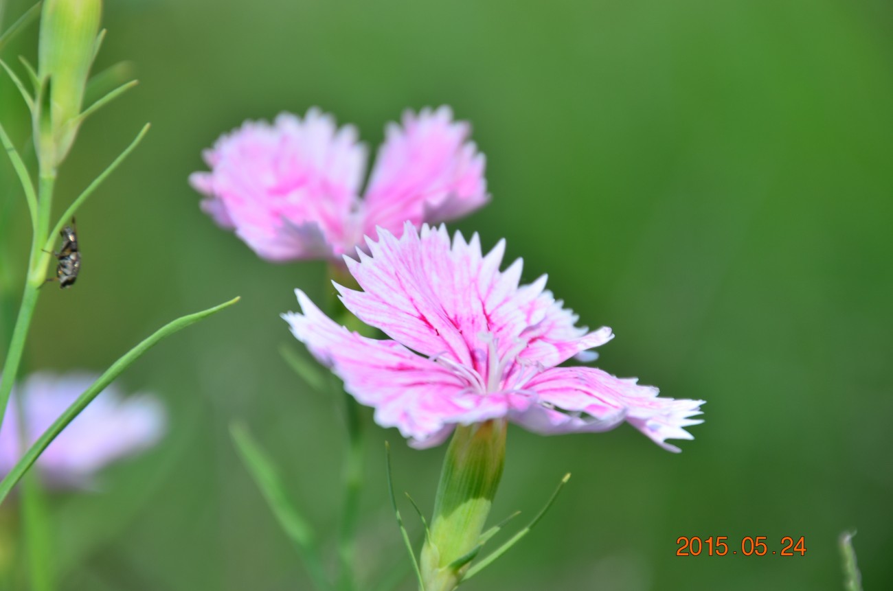 DSC_0006.JPG