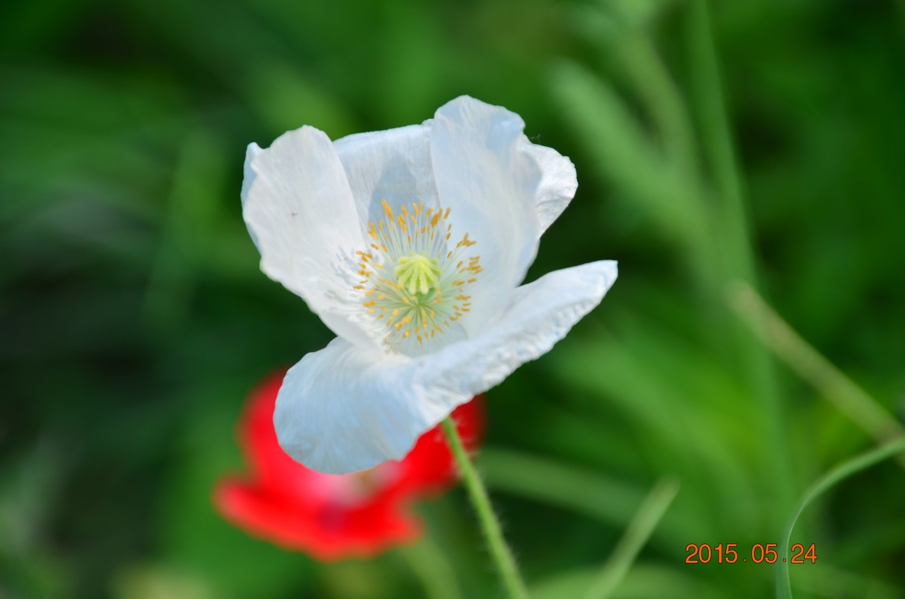 DSC_0007.JPG