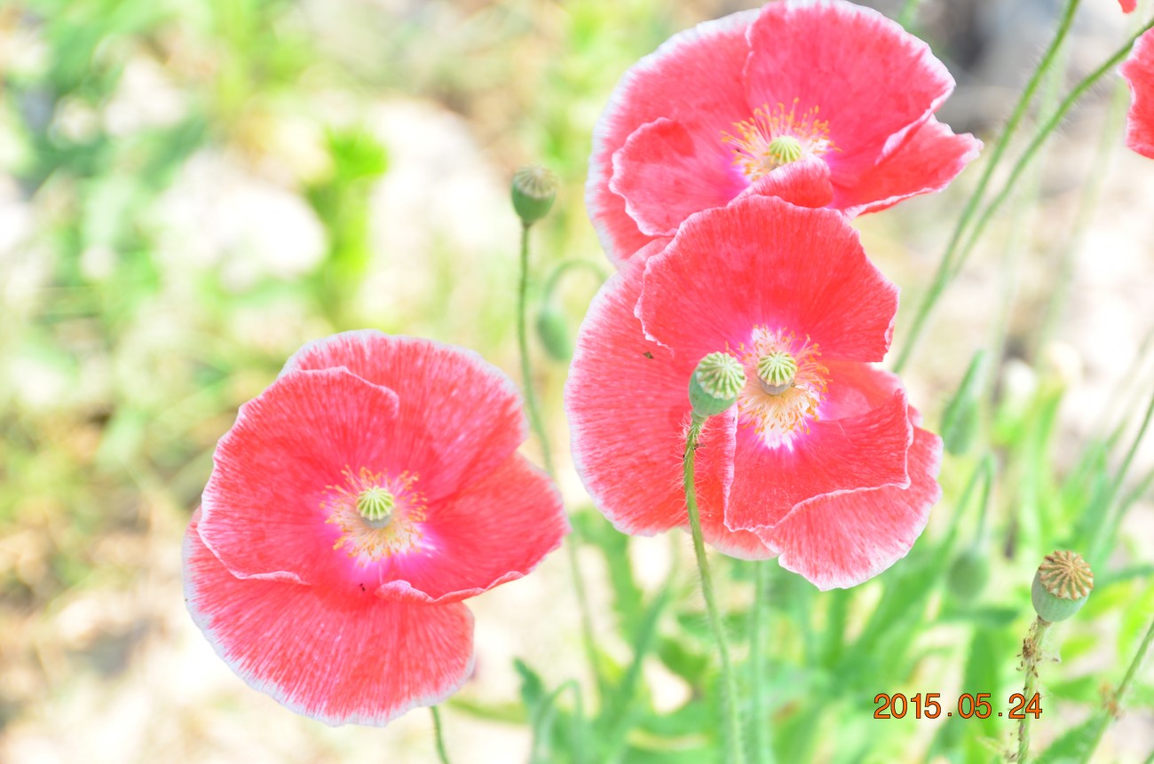 DSC_0041.JPG