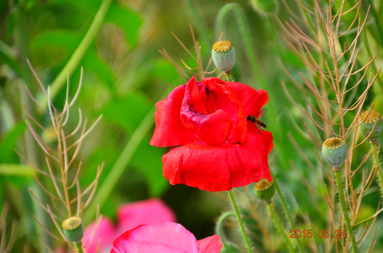 DSC_0188.JPG