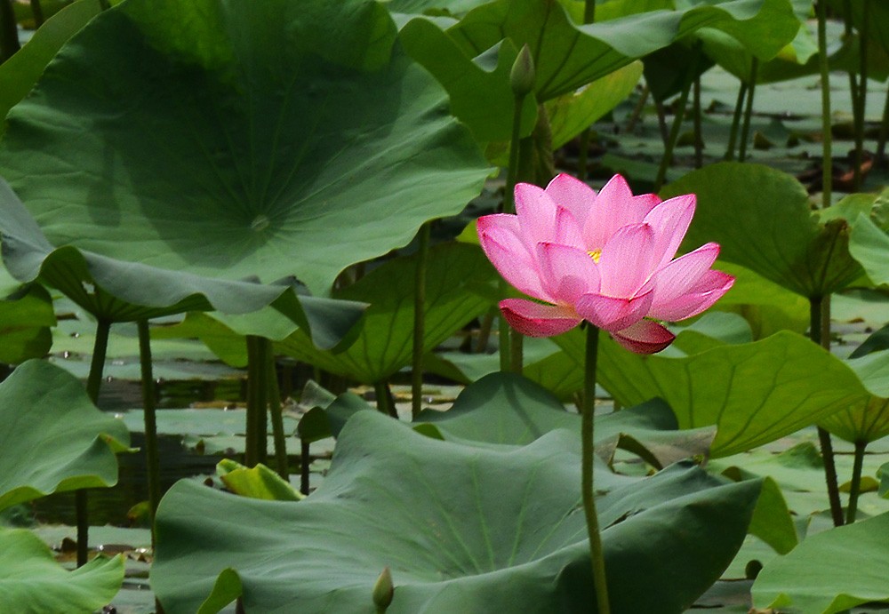 荷花 (2).jpg